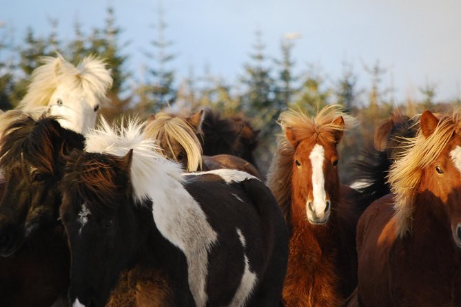 Icelandic Horseback Riding Tour with Pickup Option from Reykjavik - Riding an Icelandic horse near Reykjavik