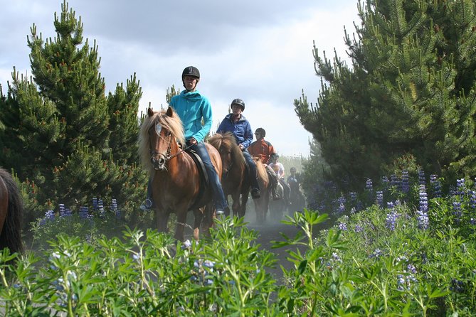 Icelandic Horseback Riding Tour with Pickup Option from Reykjavik - How the ability groups affect your ride