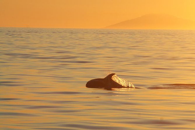 Magical Whales in the Midnight Sun | from Reykjavik - Meeting Elding at Reykjavik Old Harbour