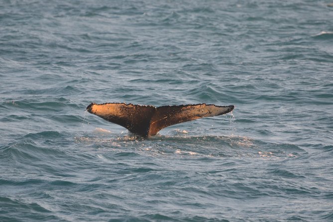 Magical Whales in the Midnight Sun | from Reykjavik - The Best Viewing Spot Is Not Always the Warmest One