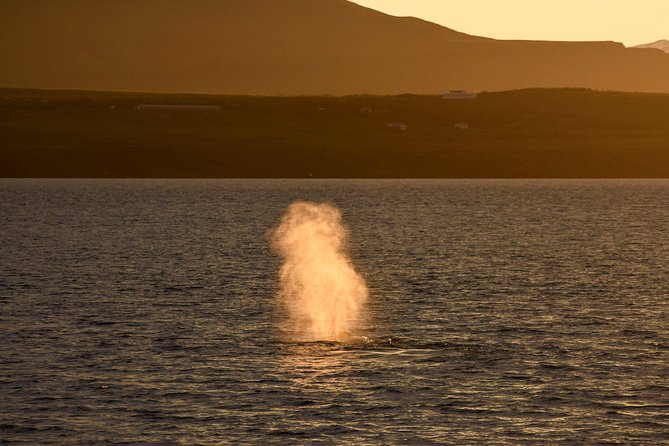 Magical Whales in the Midnight Sun | from Reykjavik - When the Captain Cuts the Engine