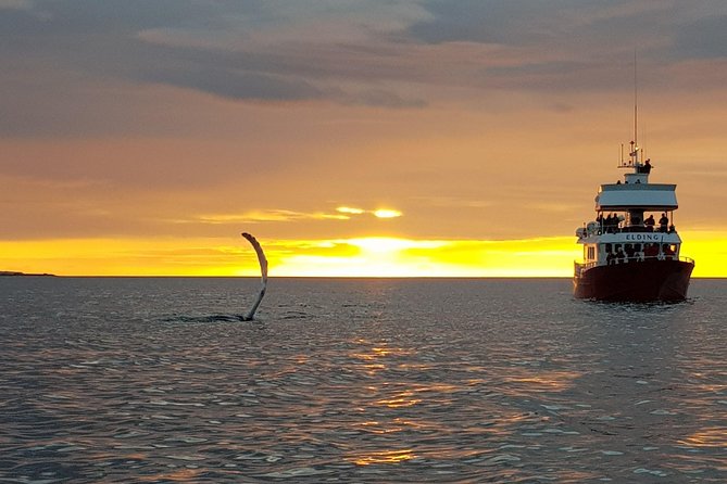 Magical Whales in the Midnight Sun | from Reykjavik - Who Will Enjoy This Evening Most