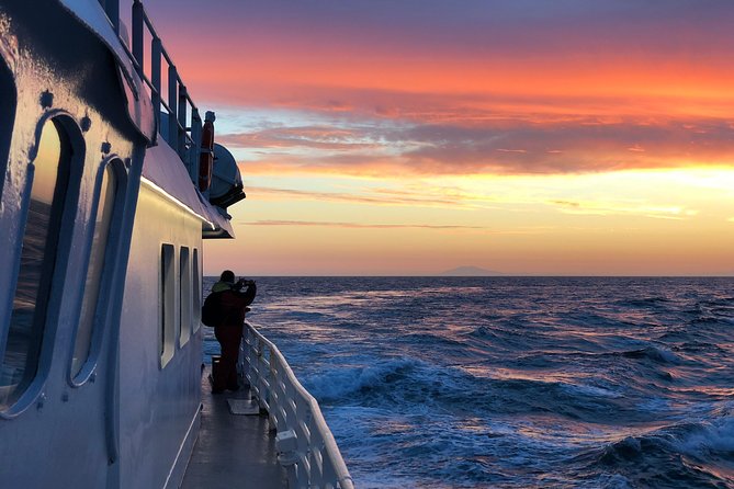 Magical Whales in the Midnight Sun | from Reykjavik - Searching Faxaflói Bay for Whales and Dolphins