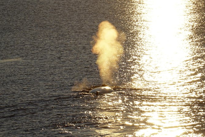 Midnight Sun Whale Watching from Reykjavik - A group of up to 65 and how that affects viewing