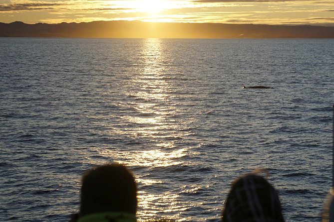 Midnight Sun Whale Watching from Reykjavik - Is $109.34 a fair price?