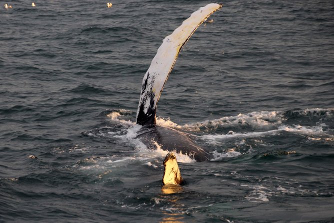 Midnight Sun Whale Watching from Reykjavik - Special Tours, the crew, and the overall feel