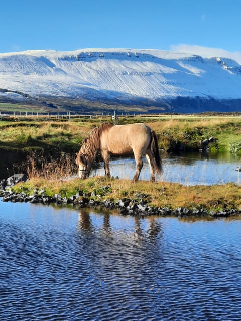 North Iceland: Horseback Riding Tour - Key points to know before you book