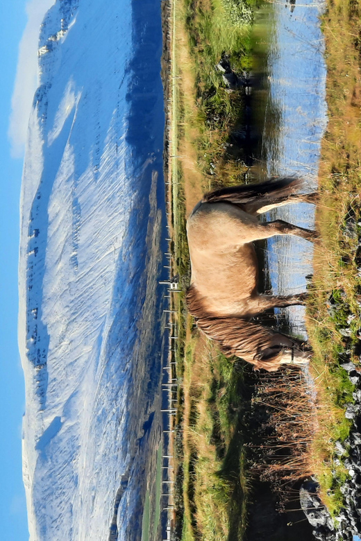 North Iceland: Horseback Riding Tour - Who will get the most from this ride