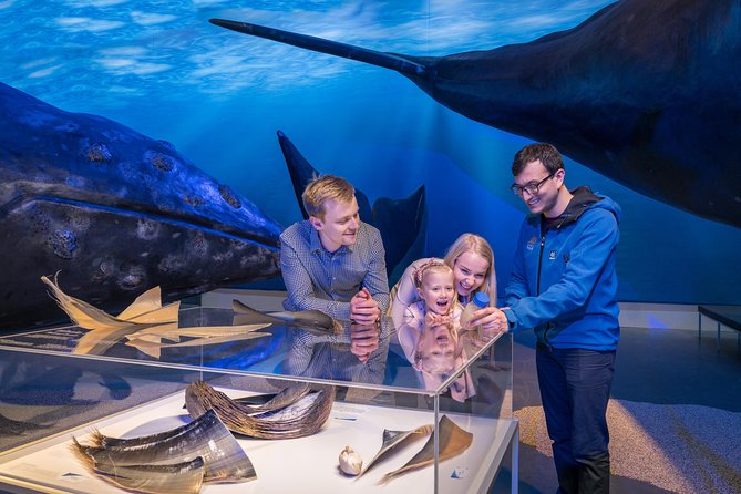 Northern Lights by Boat with a Backup Plan from Reykjavik - The Whales of Iceland backup plan