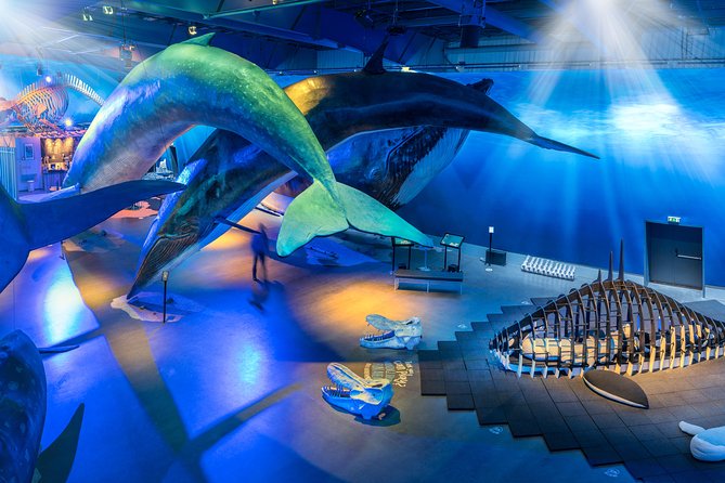 Northern Lights by Boat with a Backup Plan from Reykjavik - Who will get the most from this tour?