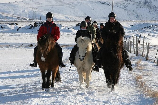 One-Hour Horseback Riding Tour in the Icelandic Countryside - Price and value at $94.95