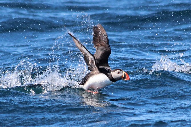 Original Big Whale Safari & Puffins Speedboat Tour from Húsavík - Searching for whales with an expert guide