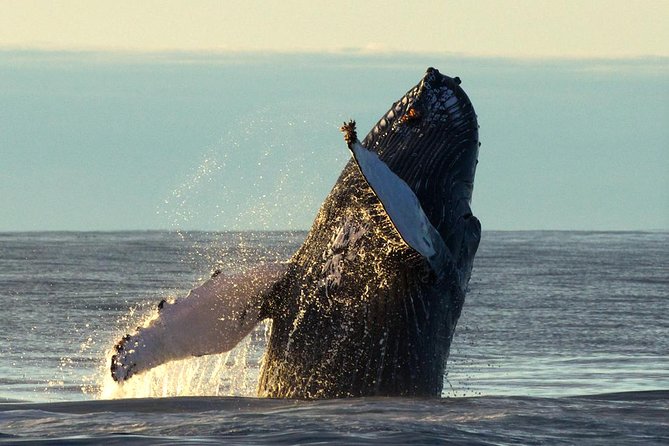 Original Big Whale Safari & Puffins Speedboat Tour from Húsavík - How the price compares with the experience