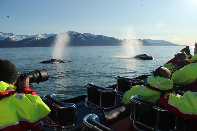 Original Big Whale Safari & Puffins Speedboat Tour from Húsavík - Who will enjoy this Húsavík whale safari