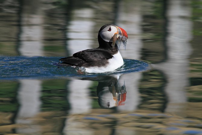 Original Big Whale Safari & Puffins Speedboat Tour from Húsavík - Practical details that can save your morning