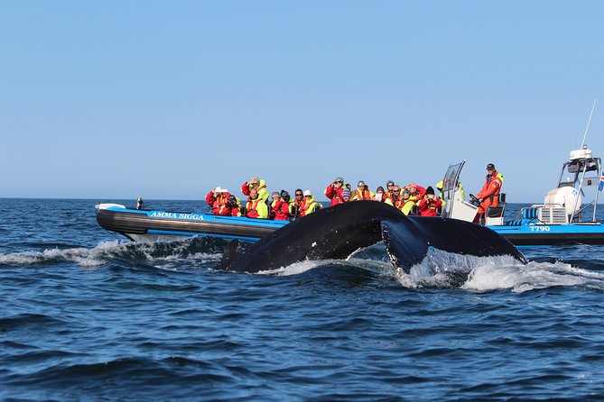 Original Big Whale Safari & Puffins Speedboat Tour from Húsavík - Should you book the Gentle Giants RIB tour?