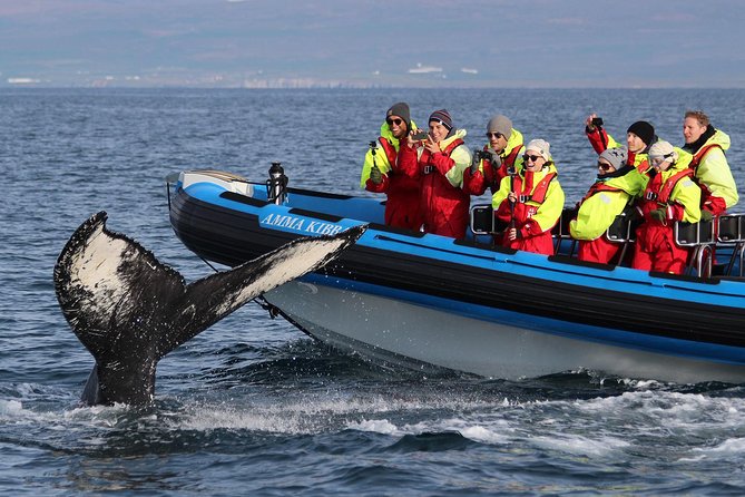Original Big Whale Safari & Puffins Speedboat Tour from Húsavík - Puffin Island between April and August