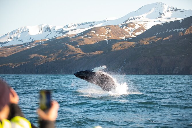 Original Carbon Neutral Whale Watching Tour from Húsavík - Why Húsavík is a strong place for whale watching