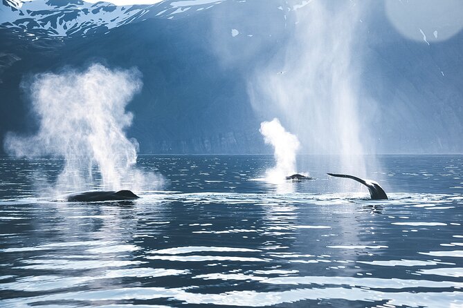 Original Carbon Neutral Whale Watching Tour from Húsavík - What you search for across Skjálfandi Bay