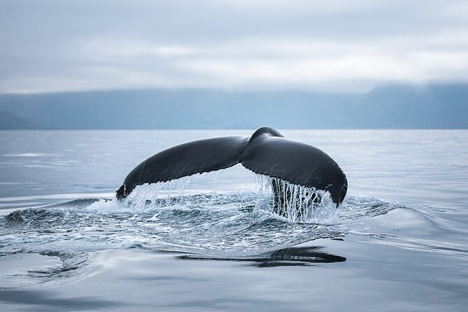 Original Carbon Neutral Whale Watching Tour from Húsavík - The guide, the waiting, and the wildlife rules