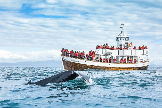Original Carbon Neutral Whale Watching Tour from Húsavík - Setting out from North Sailing in Húsavík