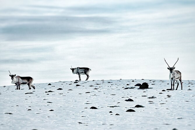 Premium Ice Cave Tour Vatnajokull Iceland - A closer look at the Vatnajökull National Park stop