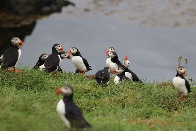 Premium Small-Group Puffin & Bird Watching tour from Reykjavík - Why this is one of Reykjavík’s easiest puffin outings