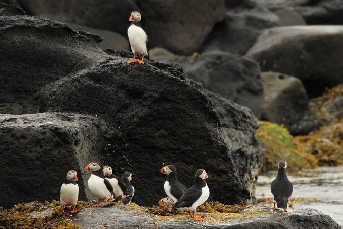 Premium Small-Group Puffin & Bird Watching tour from Reykjavík - Timing, access, and who should skip it