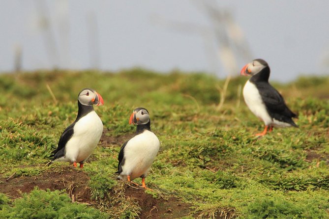 Premium Small-Group Puffin & Bird Watching tour from Reykjavík - Getting ready at Reykjavík’s Old Harbour