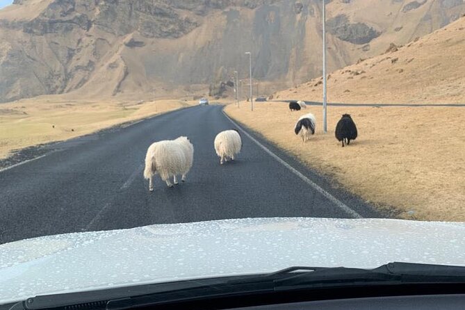 PRIVATE 2-Hours Tour - Westman Islands with a local in a BMW X5 - Eldfell and Heimaey’s volcanic past