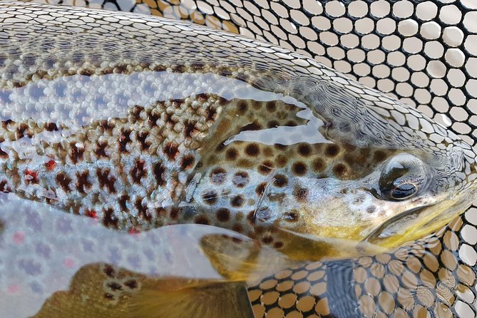Private Lake and River Fishing Tour from Reykjavik - Starting through Thingvellir National Park