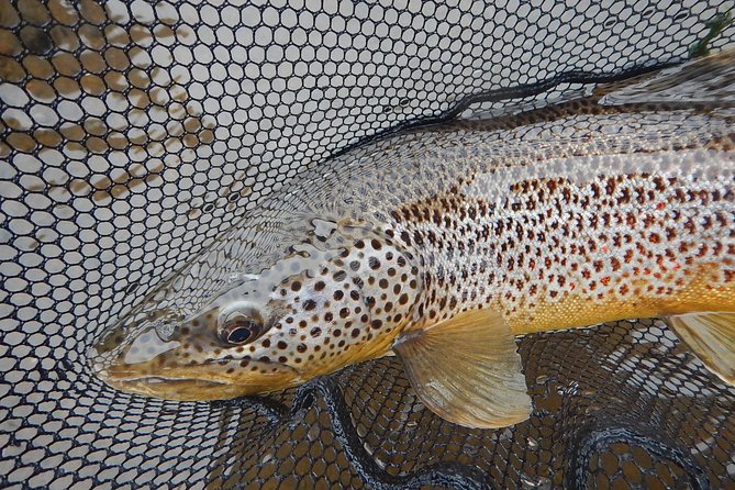 Private Lake and River Fishing Tour from Reykjavik - What five hours at the water really feels like