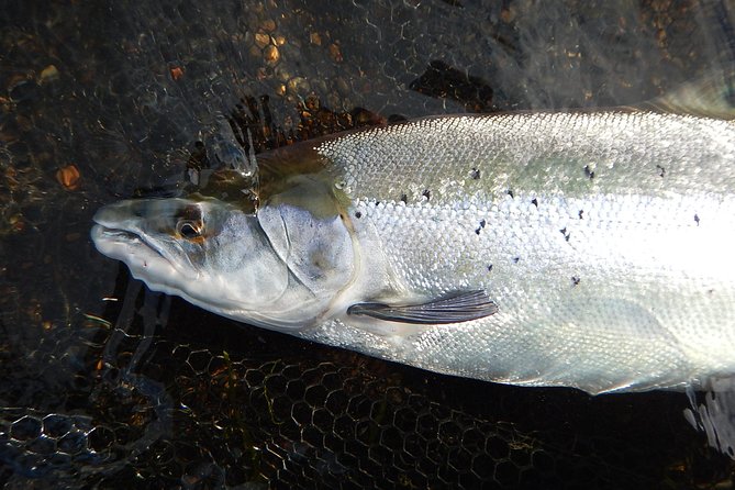 Private Lake and River Fishing Tour from Reykjavik - Why the private format affects the value