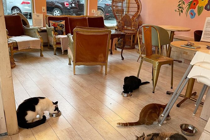 Private Reykjavik Cat Walking Tour - Laugavegur, Hallgrímskirkja, and the final garden
