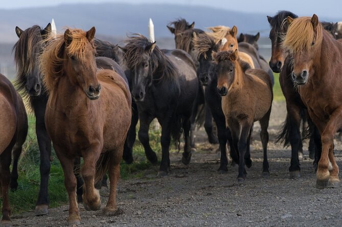 Private Tour: South Coast of Iceland by SUV or Van from Reykjavik - What the $750 price buys you