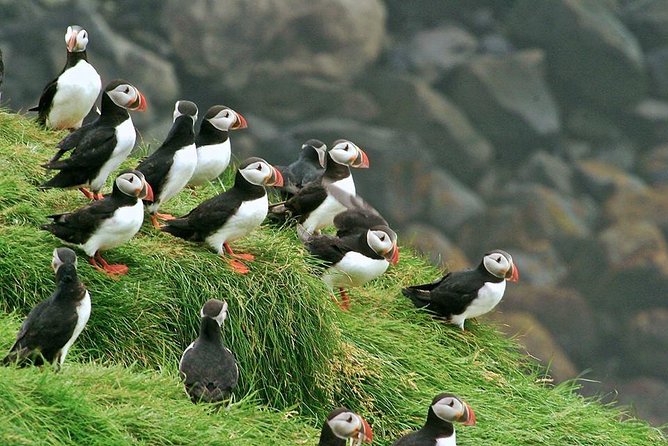 Puffin and Volcano Tour with Ebbi - Stórhöfði, the windy cape and major puffin colony