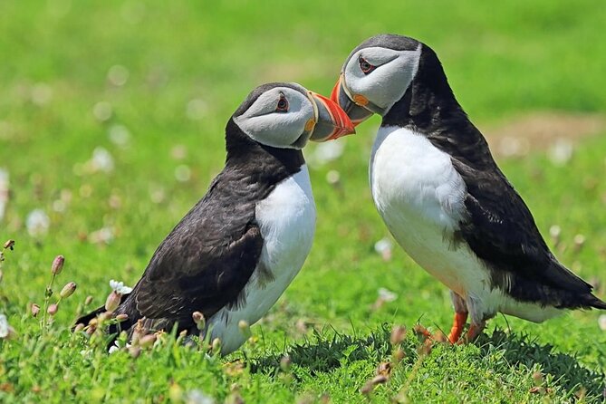 Puffin and Volcano Tour with Ebbi - Herjólfsdalur’s Viking Town and the first settlers
