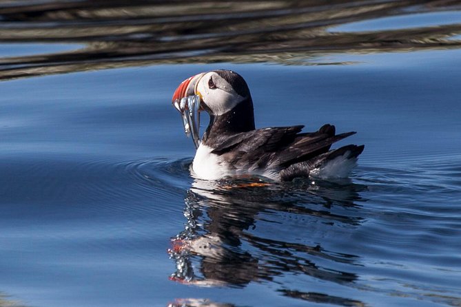 Puffin Cruise with Expert Tour Guide from Reykjavik - Seeing puffins when they are smaller than expected