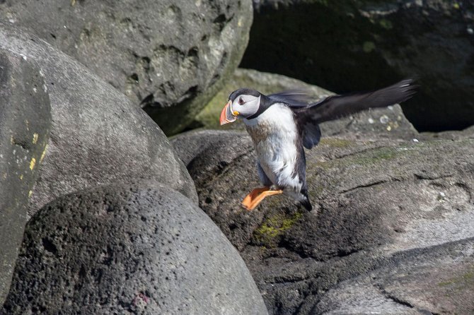 Puffin Cruise with Expert Tour Guide from Reykjavik - Crowding, boat condition, and comfort