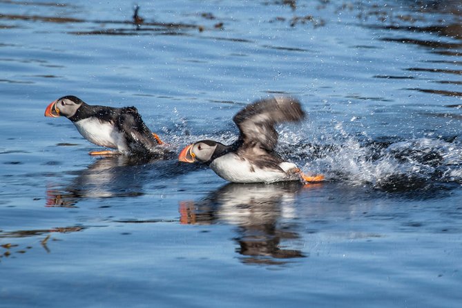 Puffin Cruise with Expert Tour Guide from Reykjavik - Is the $63.96 price good value?