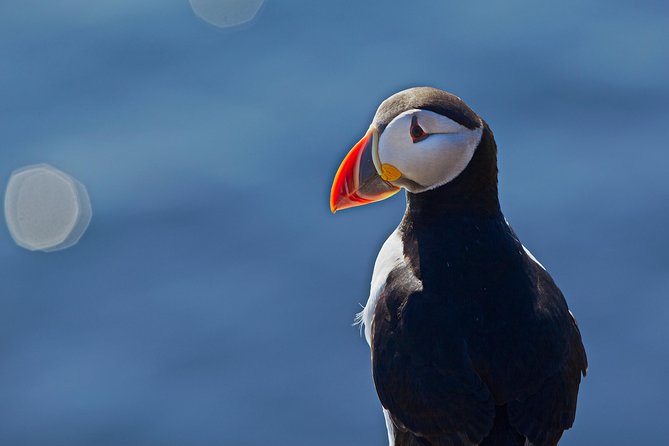 Puffin Cruise with Expert Tour Guide from Reykjavik - Who will enjoy this Reykjavik excursion?