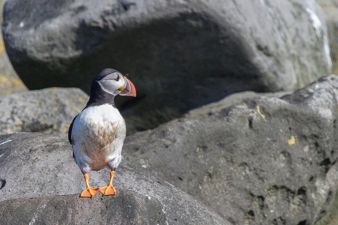 Puffin Cruise with Expert Tour Guide from Reykjavik - Timing, cancellations, and weather