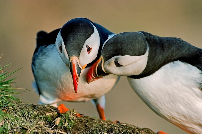 Puffin Cruise with Expert Tour Guide from Reykjavik - What the guide adds to a one-hour outing