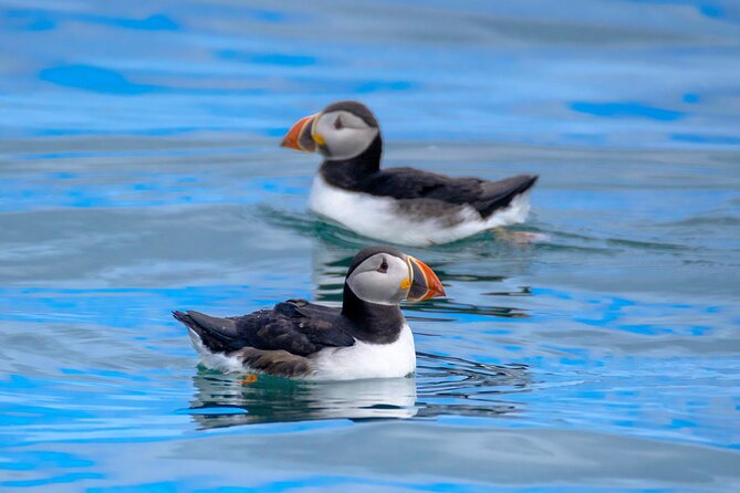 Puffin Watching Speedboat Express - Racing out from Reykjavík’s Old Harbour