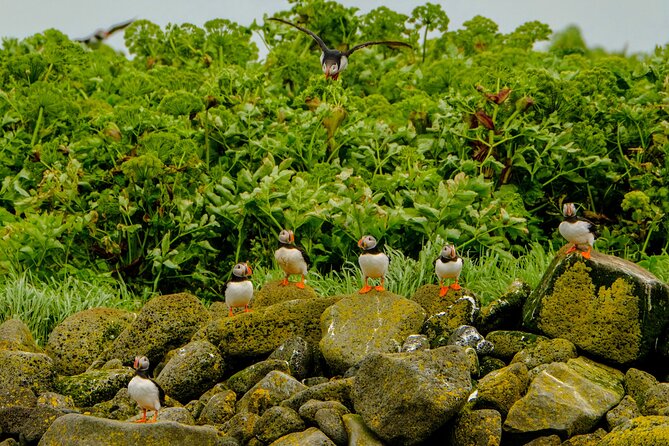 Puffin Watching Speedboat Express - What the guide adds to the hour