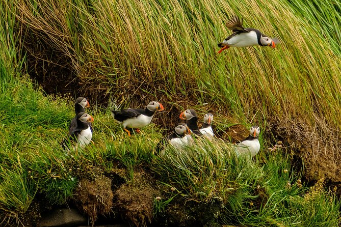 Puffin Watching Speedboat Express - Why the small RIB makes a difference