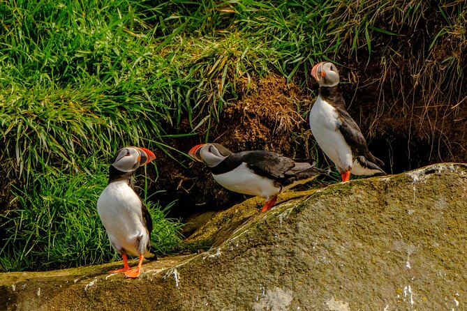 Puffin Watching Speedboat Express - A one-hour trip that fits a Reykjavík day