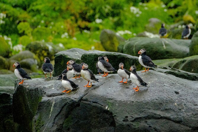 Puffin Watching Speedboat Express - Reaching Viðey Island and the nearby bird areas