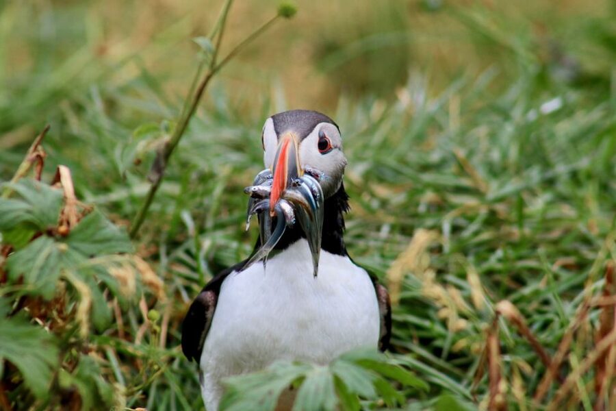 Reykjavik: 1-Hour Puffin Watching Tour - Key points to know before sailing