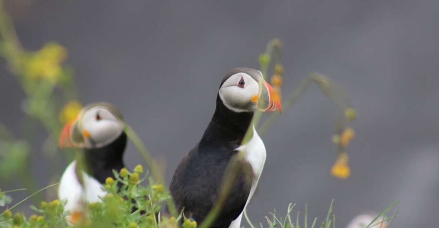 Reykjavik: 1-Hour Puffin Watching Tour - Sailing from Ægisgarður into Reykjavik Bay